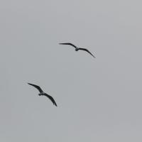 Umag 2012 0010