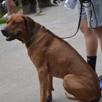 Mednarodni 2011 34